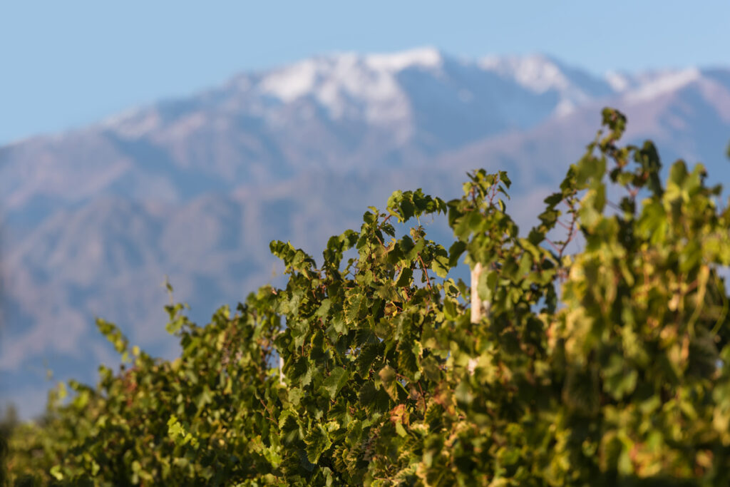 Gualtallary: El Secreto de Altura del Valle de Uco y Sus Vinos Excepcionales