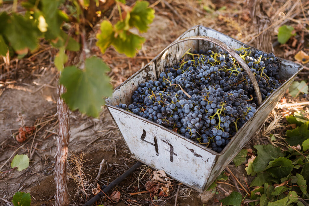 History of Cabernet Franc and its perfect pairings